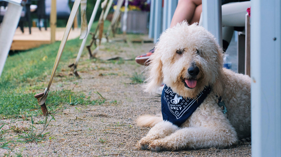 8 Tips for Horse Showing with your Dog